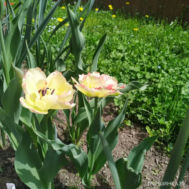 превью изображения отзыва