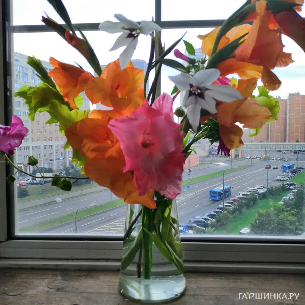 превью изображения отзыва