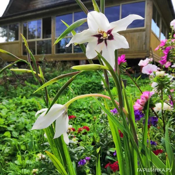 превью изображения отзыва