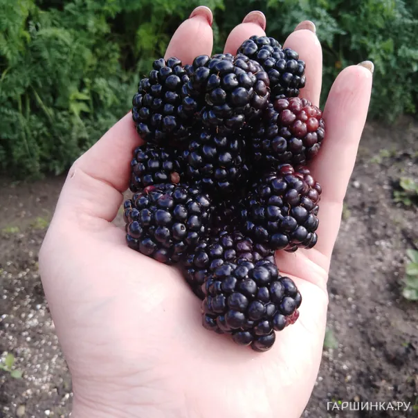 превью изображения отзыва