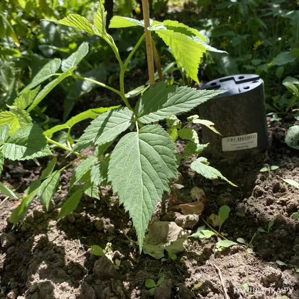 превью изображения отзыва