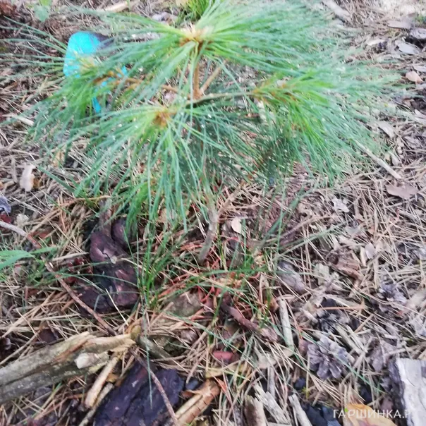 превью изображения отзыва