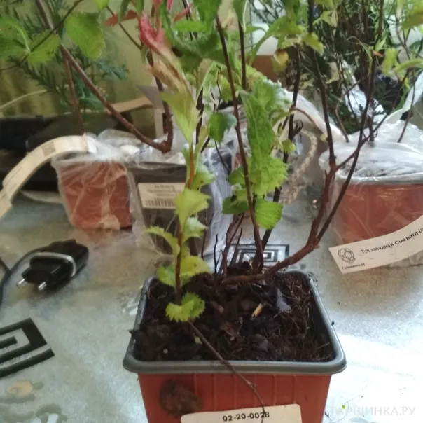 превью изображения отзыва