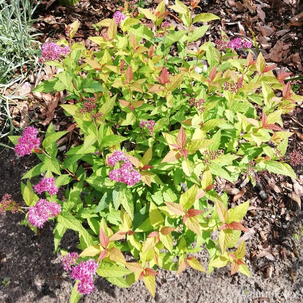 превью изображения отзыва