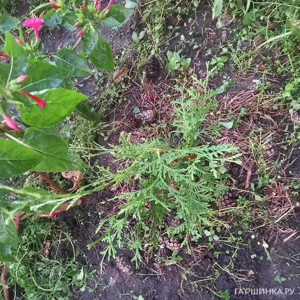 превью изображения отзыва