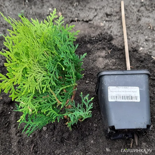 превью изображения отзыва