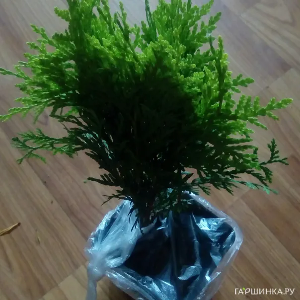 превью изображения отзыва