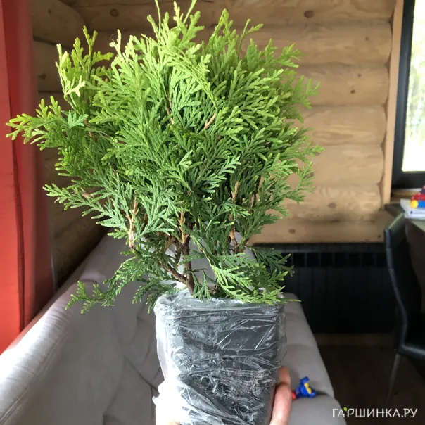 превью изображения отзыва