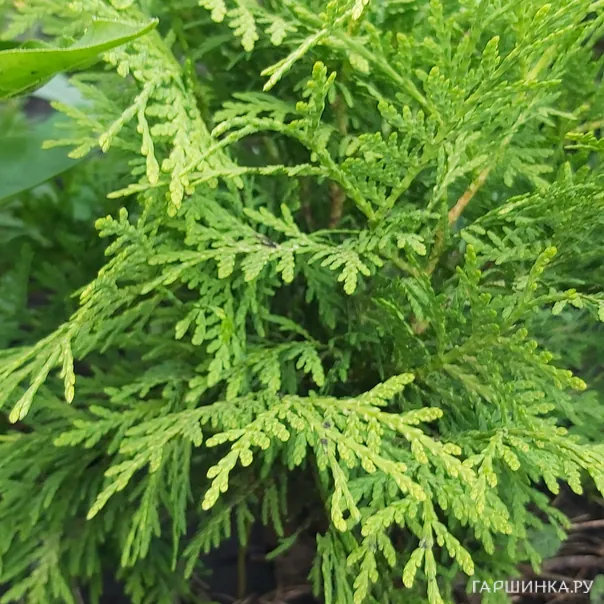 превью изображения отзыва