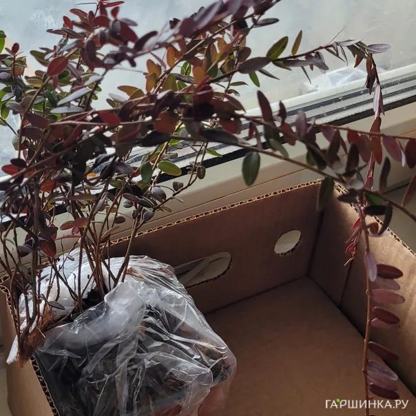 превью изображения отзыва