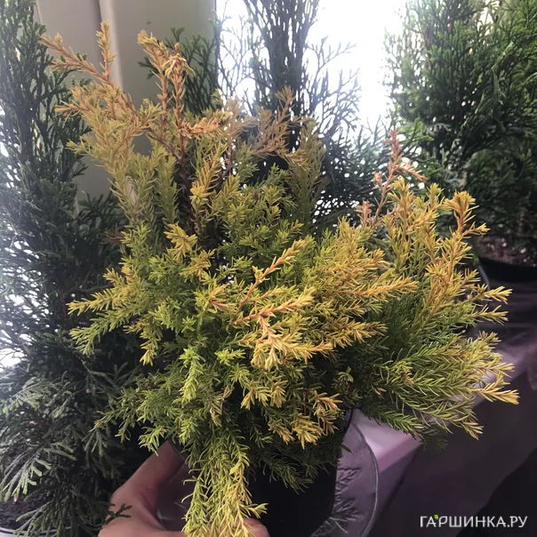 превью изображения отзыва