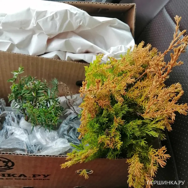 превью изображения отзыва