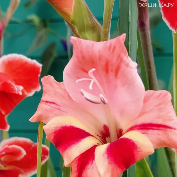 превью изображения отзыва