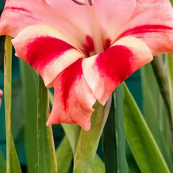 превью изображения отзыва