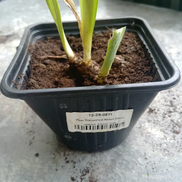 превью изображения отзыва