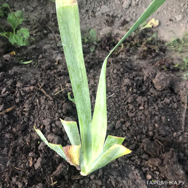 превью изображения отзыва