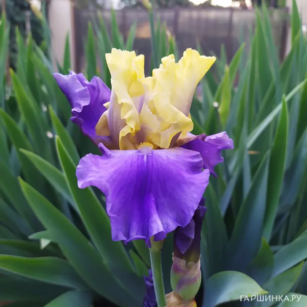 превью изображения отзыва