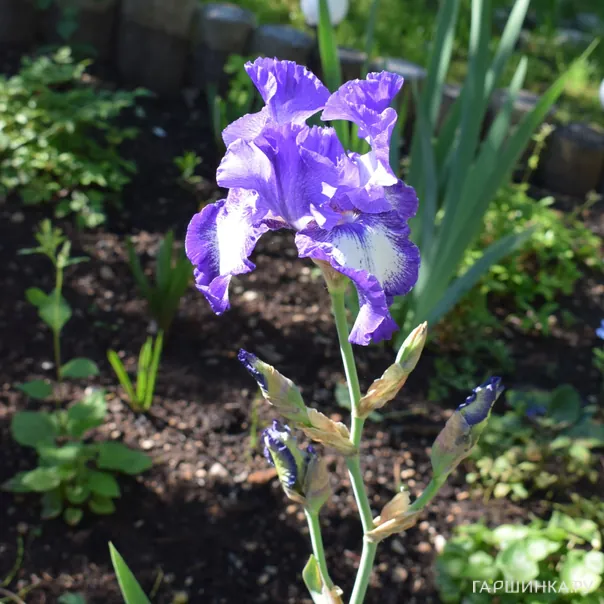 превью изображения отзыва