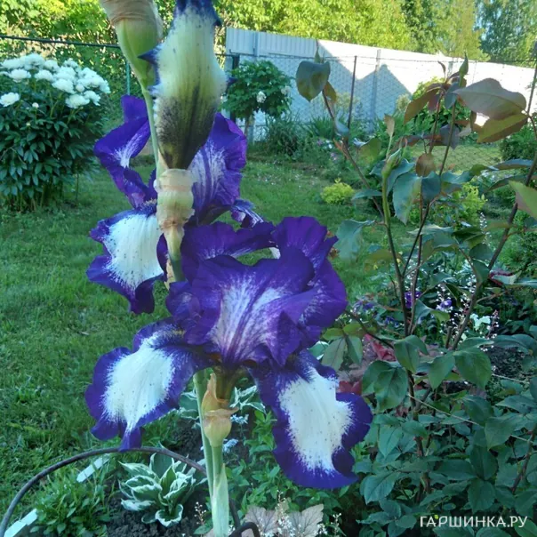 превью изображения отзыва