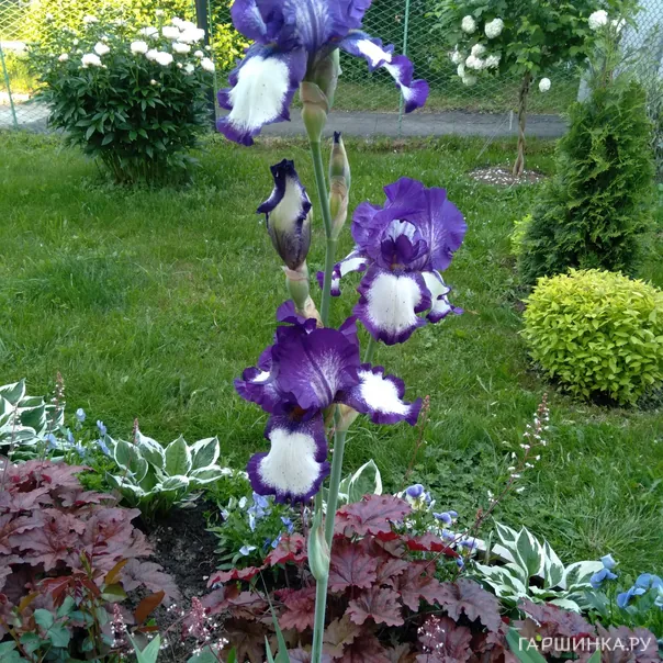 превью изображения отзыва