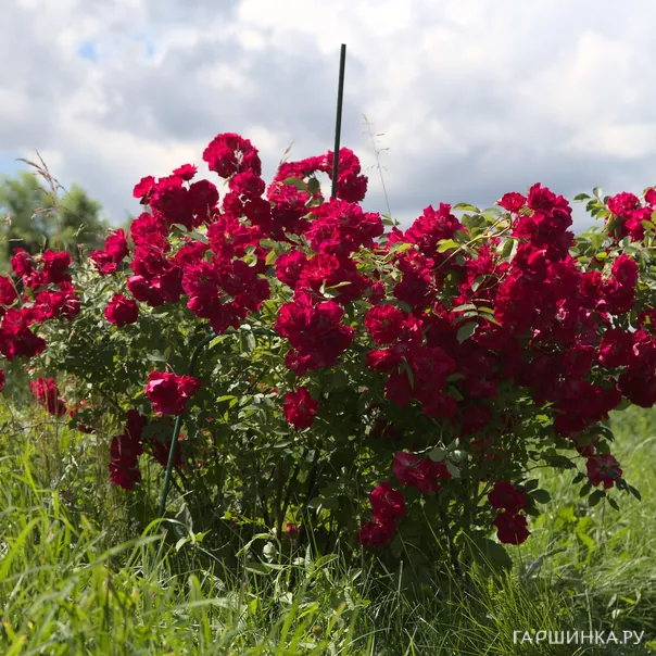 превью изображения отзыва