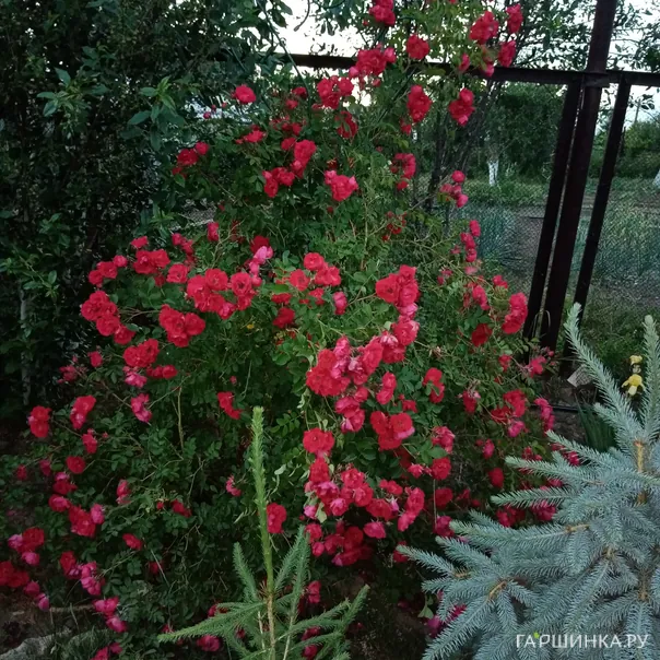 превью изображения отзыва