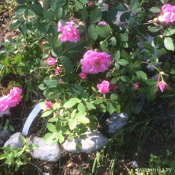 превью изображения отзыва