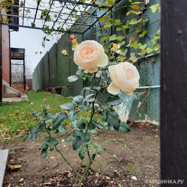 превью изображения отзыва