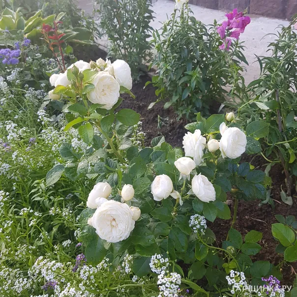 превью изображения отзыва