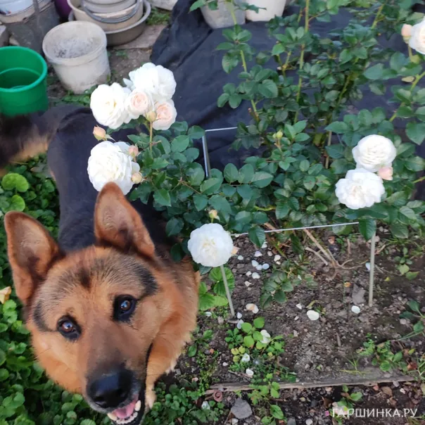 превью изображения отзыва