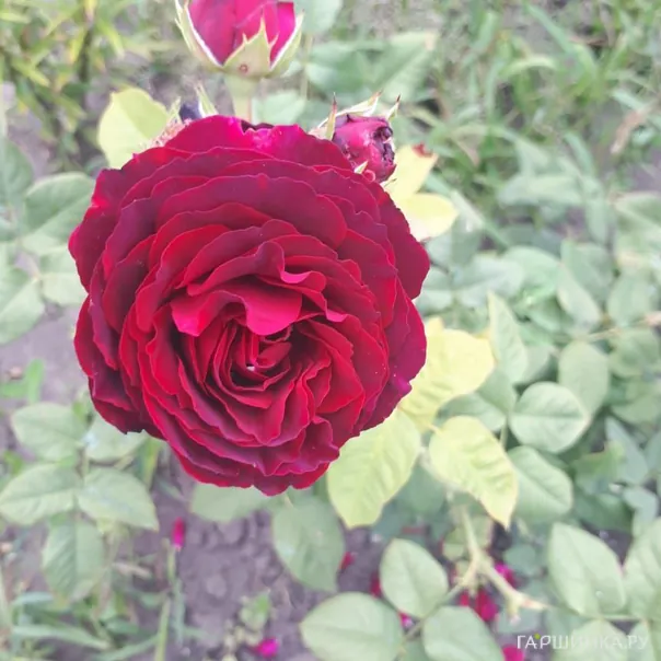 превью изображения отзыва