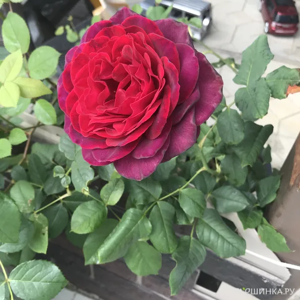 превью изображения отзыва