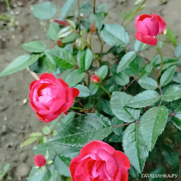 превью изображения отзыва