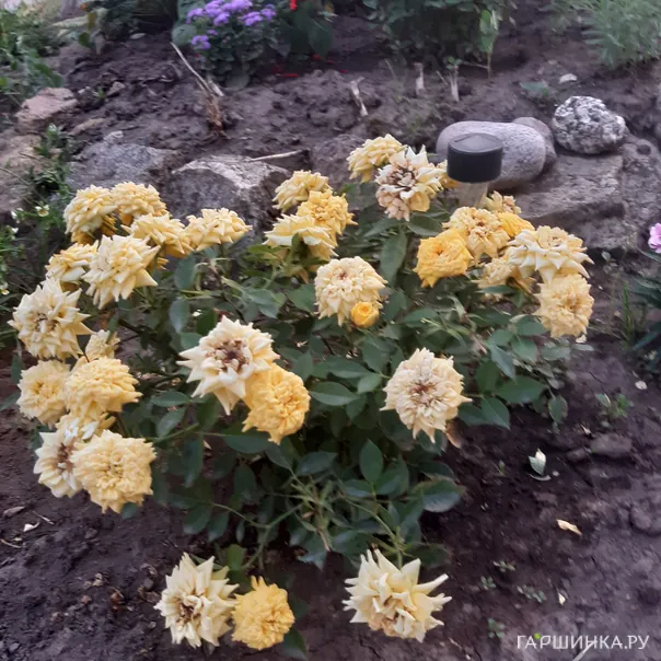 превью изображения отзыва