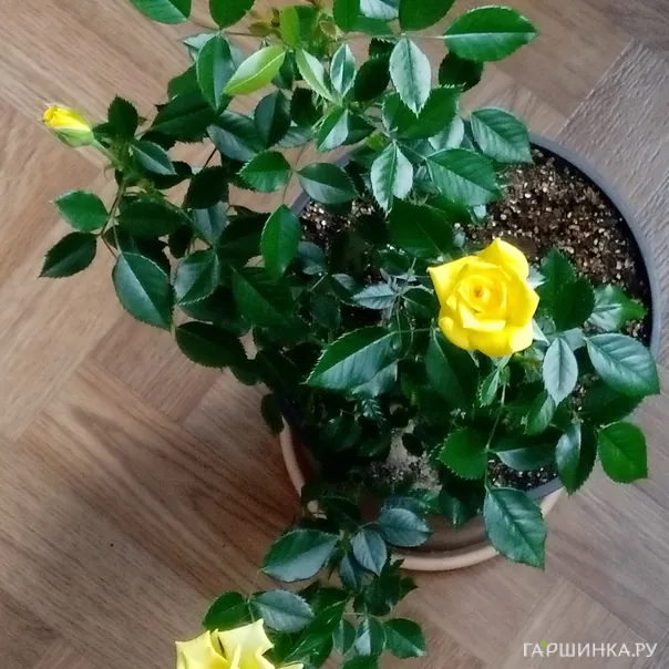 превью изображения отзыва