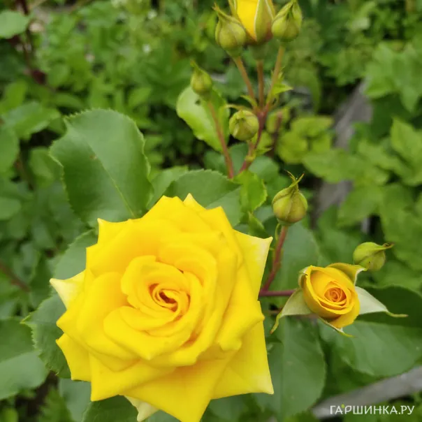 превью изображения отзыва