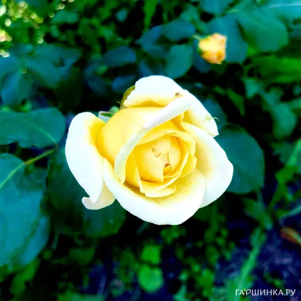 превью изображения отзыва