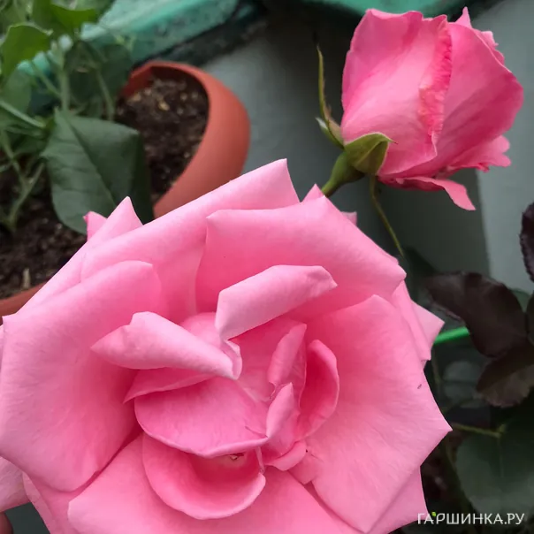 превью изображения отзыва