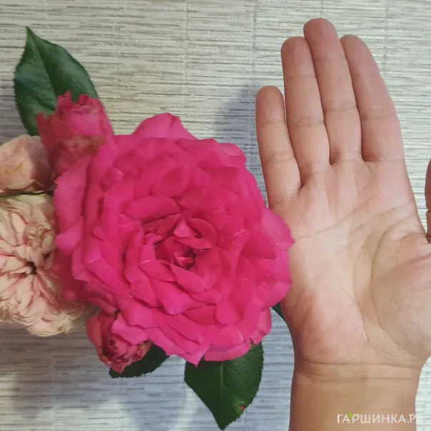 превью изображения отзыва