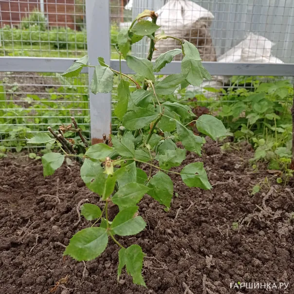 превью изображения отзыва