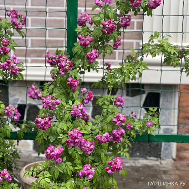 превью изображения отзыва