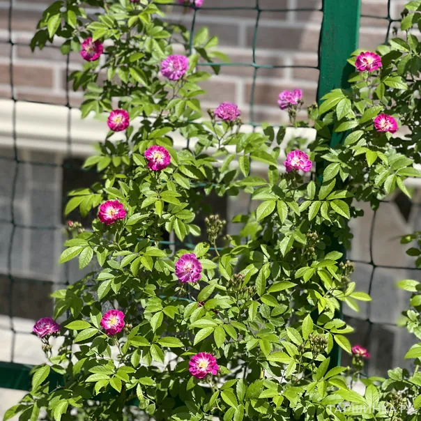 превью изображения отзыва