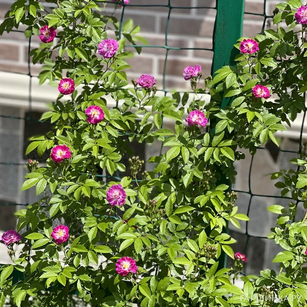 превью изображения отзыва