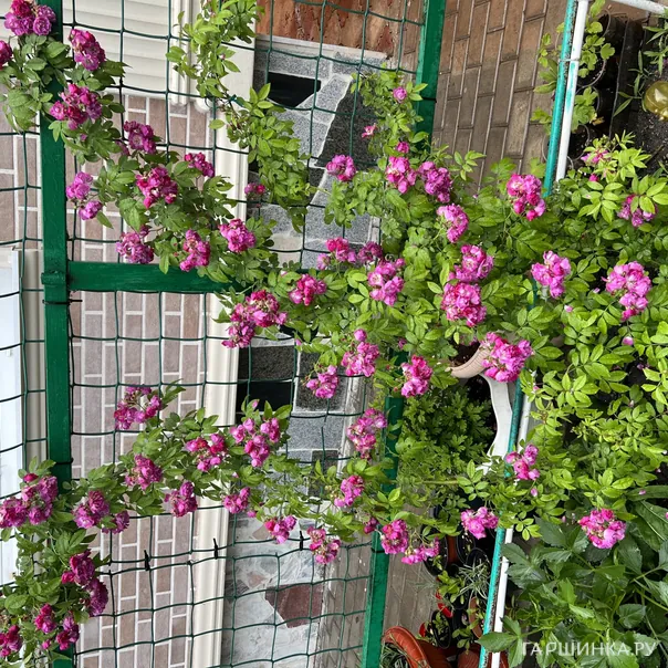 превью изображения отзыва