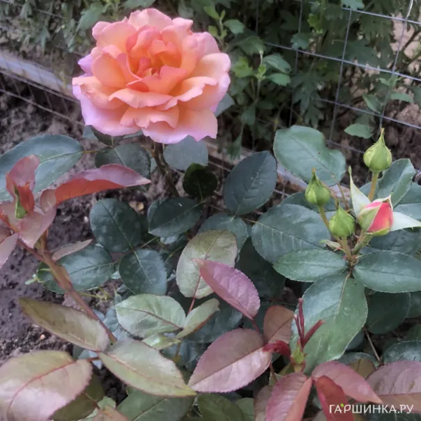 превью изображения отзыва