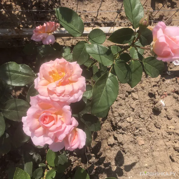 превью изображения отзыва