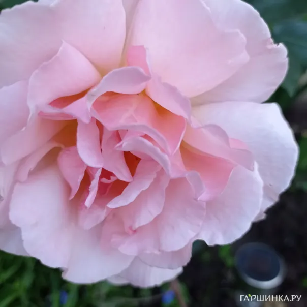 превью изображения отзыва