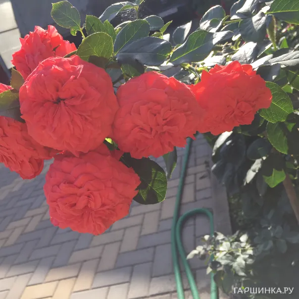 превью изображения отзыва