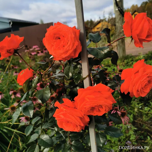 превью изображения отзыва