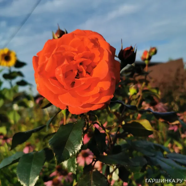 превью изображения отзыва